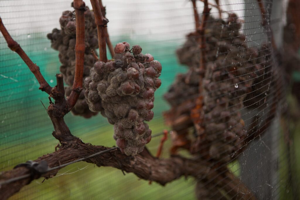 Überreife von Botrytis Cinera befallene Trauben - die Basis für den Ruster Ausbruch