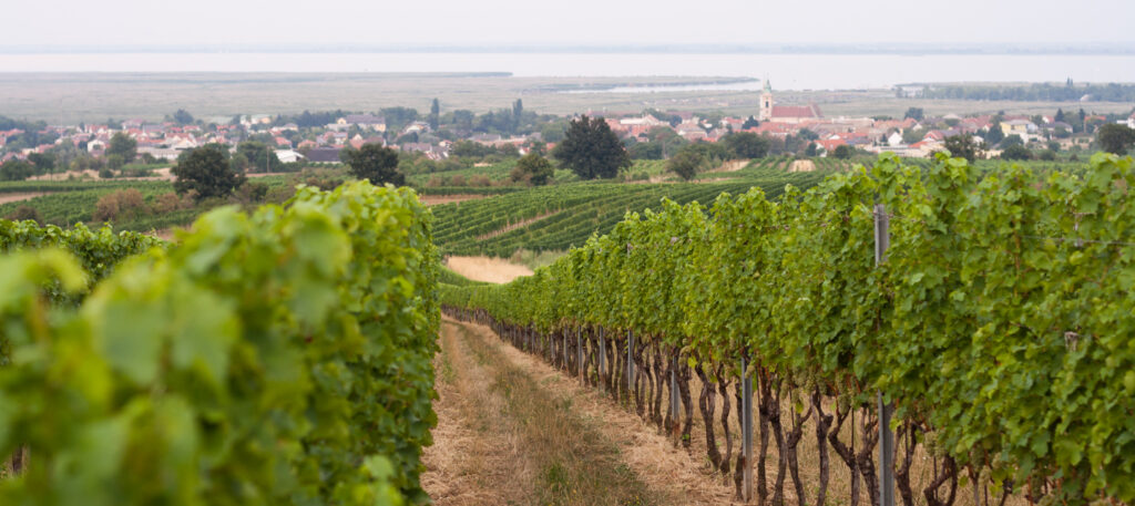 Blick von der Ruster Weingarten Riede Geyer auf die Freistadt Rust und den Neusiedlersee im Hintergrund.