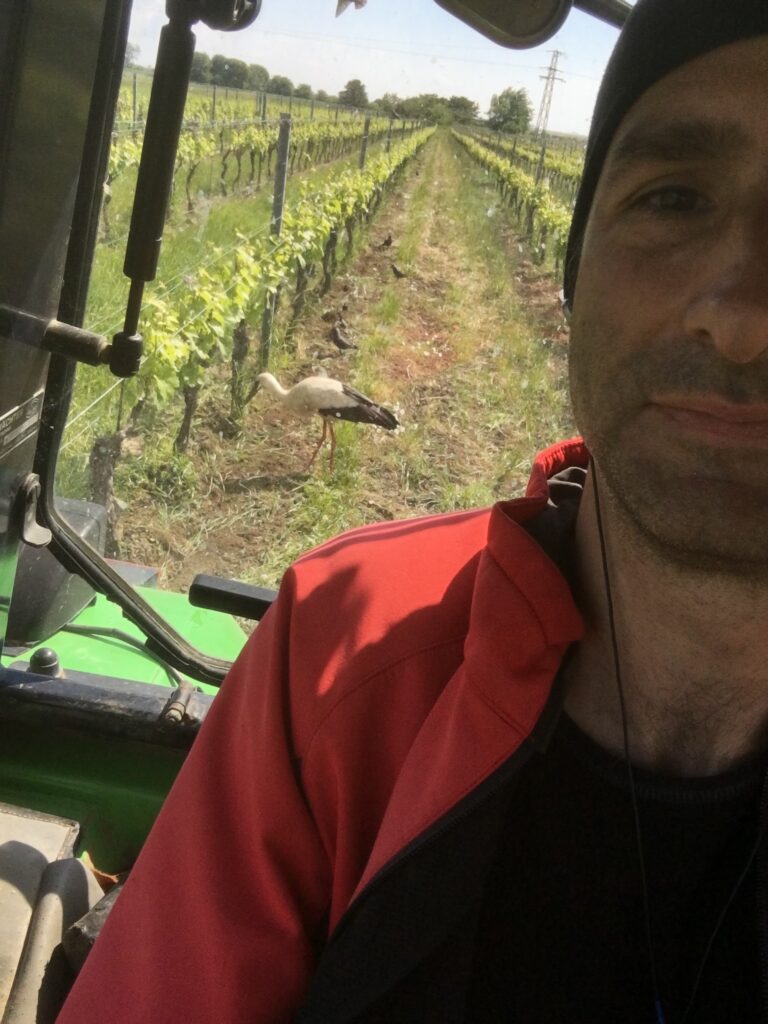 Ein Storch auf der Nahrungssuche im Weingarten. Foto aus dem Traktor im Selfie Modus