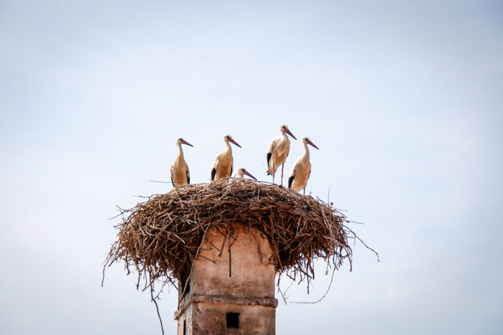 Fünf Jungstörche in einem Nest in Rust.